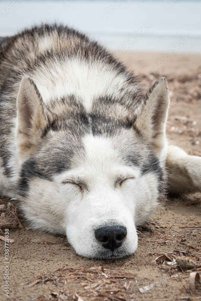 Obraz premium Sleeping Siberian husky outdoor. Beautiful husky dog sleeping on the ground