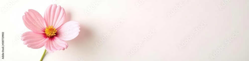 Isolated flower on white background with soft focus, petals, isolated Isolated flower on white background with soft focus, petals, isolated
