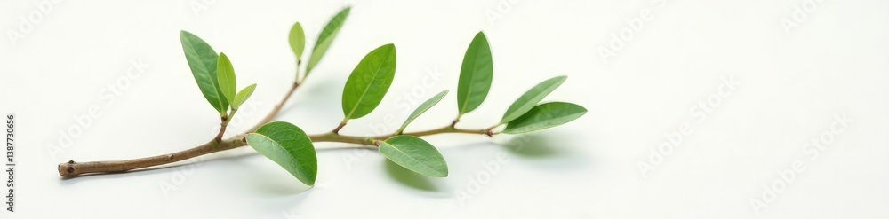 Fototapeta premium Single branch on white surface with delicate texture, isolated, single, tree