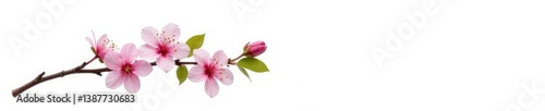 Single branch with flowers and leaves isolated on white background, flowering branch, minimalist