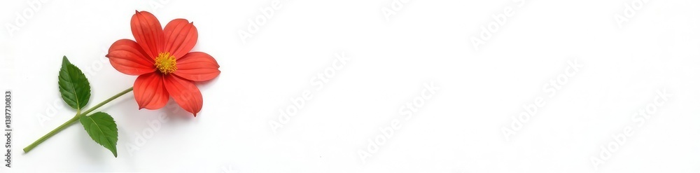Fototapeta premium Single flower with leaves and stem on white background, solitary, blossom, isolate