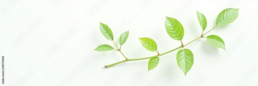 Single stem with leaves against white background, nature photography, botanical Single stem with leaves against white background, nature photography, botanical