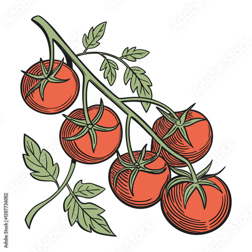 A bunch of ripe juicy red tomatoes on the vine isolated against a transparent background 