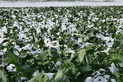 Field with snow covered young agricultural plants of Rapeseed plants, latin name Brassica Napus, sunlit by winter daylight sunshine. 