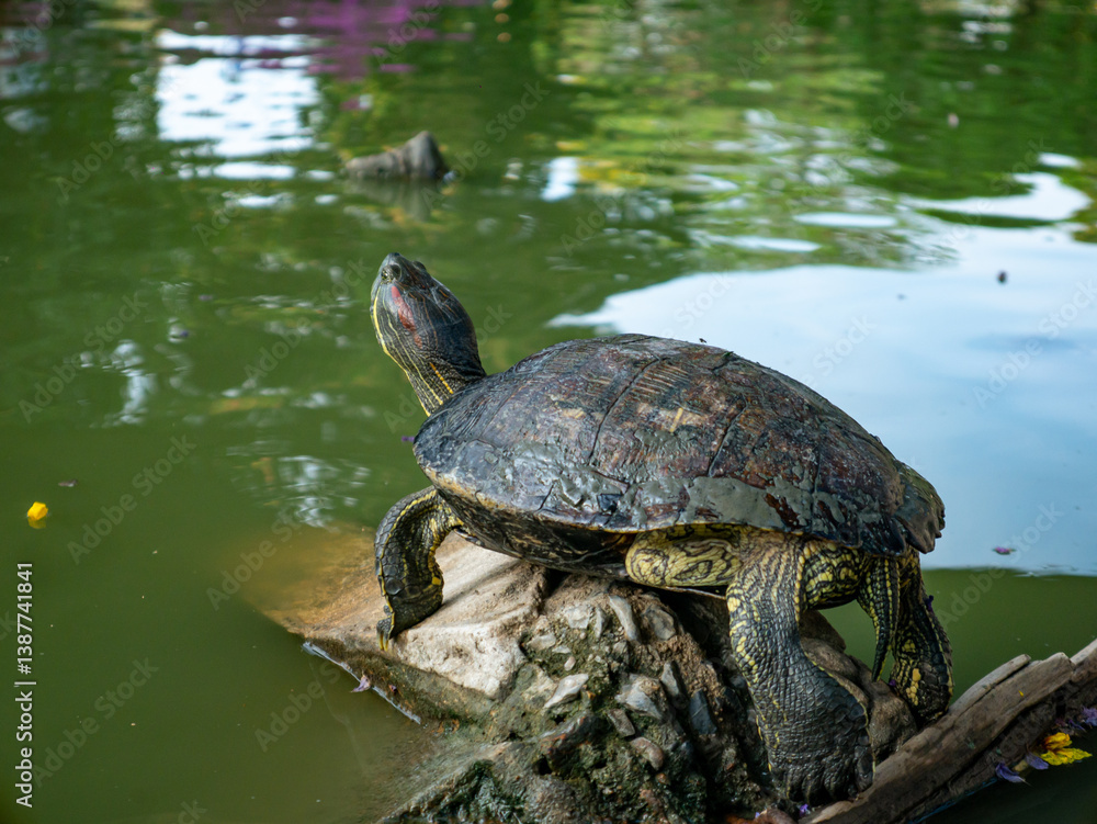 Obraz premium Domestic turtle Red-eared Pond slider, Common slider in nature.