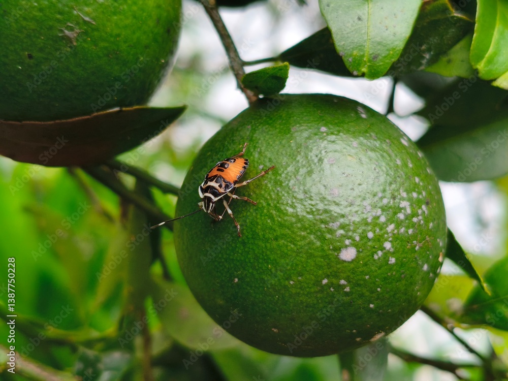 lime tree with fruits and insect on it lime tree with fruits and insect on it