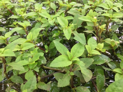 Wallpaper Mural Borneo Hygrophila Plant at Deep of Meratus Mountain, Borneo Rainforest, Indonesia Torontodigital.ca