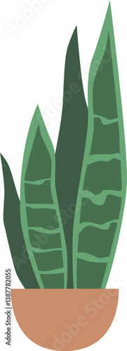 Aloe vera potted indoor plant