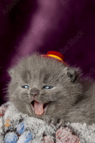 Cute little british kitten in Red Hat