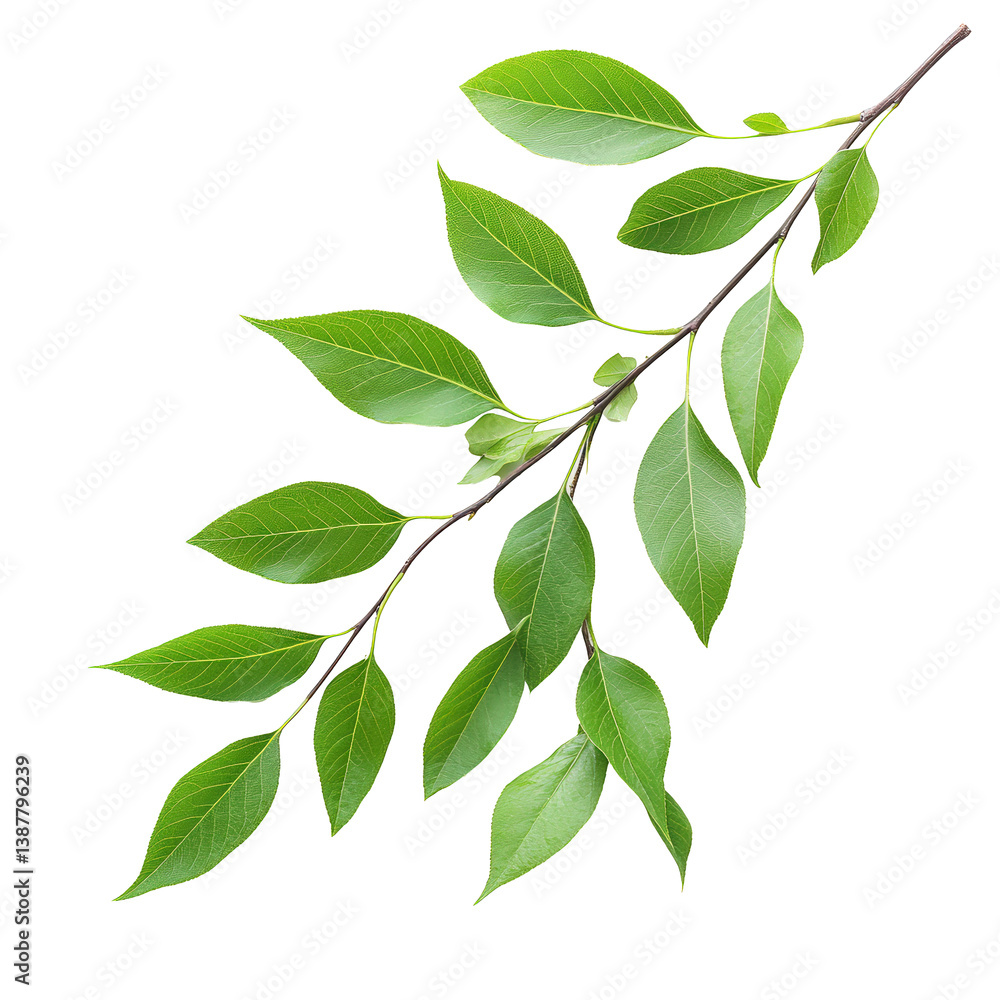 Fototapeta premium A leafy green branch with a few leaves on it. The branch is long and slender, and the leaves are large and green. Concept of growth and vitality, as the leaves are reaching towards the sky