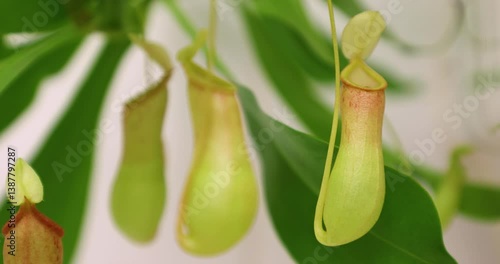 tropical plant capable of feeding on insects. Insectivorous plant at the time of flowering. nepenthes water lilies. monkey cups or carnivorous