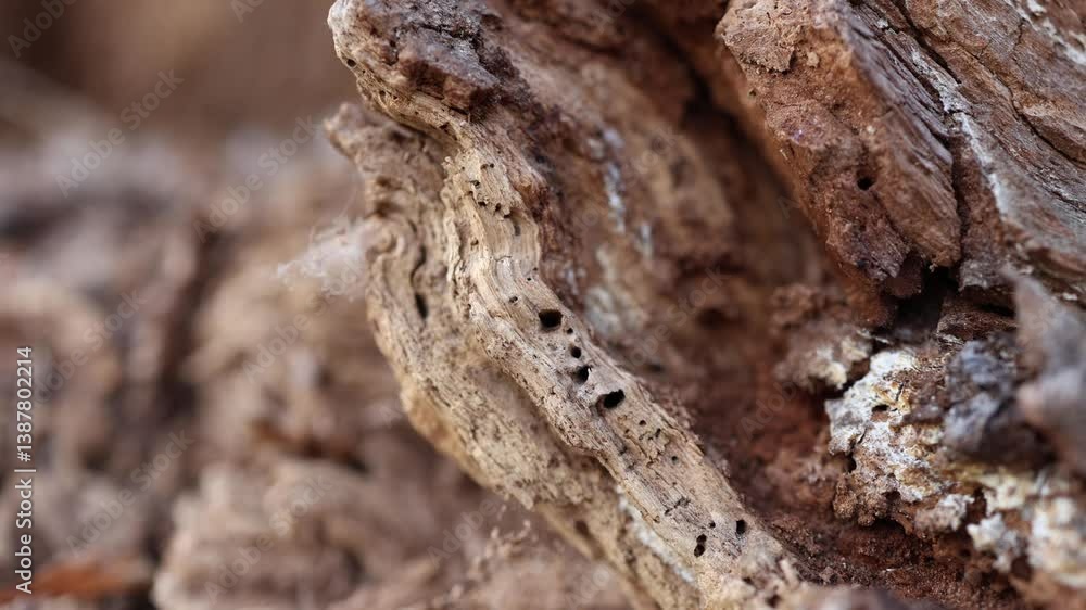 Close-up of tree bark damaged by bark beetles. Numerous tiny holes and frayed wood show the impact of insect activity, highlighting ecological cycles and forest vulnerability. Close-up of tree bark damaged by bark beetles. Numerous tiny holes and frayed wood show the impact of insect activity, highlighting ecological cycles and forest vulnerability.