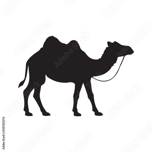 camel on the road