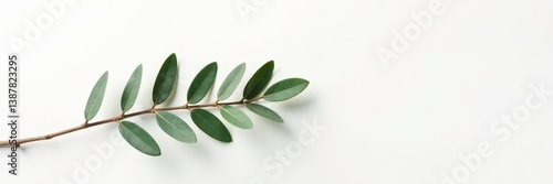 Obraz na płótnie Single eucalyptus branch against clean white surface, trees, foliage w salonie