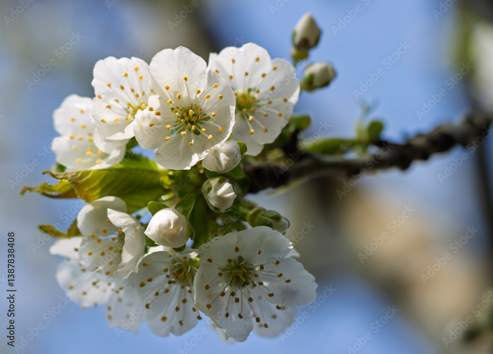 Obraz premium The pure white petals of the opened cherry flowers stand out beautifully against the soft azure of the sky. The golden-yellow anthers at the heart of each blossom add a touch of warmth and vibrancy.