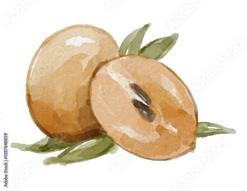 Watercolor sapodilla fruit hand painted