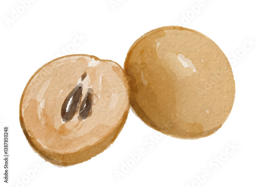 Hand painted watercolor sapodilla fruit isolated