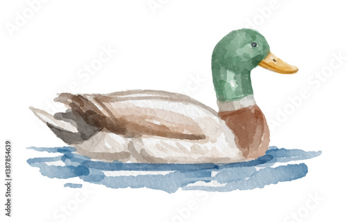 Watercolor mallard duck hand painted