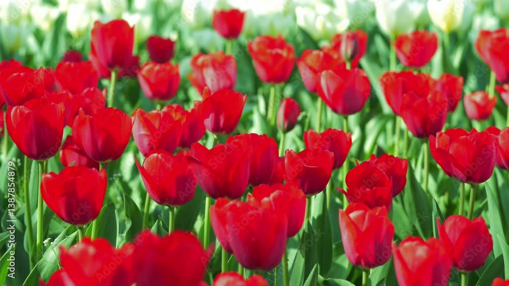 A dense cluster of bright red tulips filling the frame, showcasing their vivid colors and delicate petals. A dense cluster of bright red tulips filling the frame, showcasing their vivid colors and delicate petals.