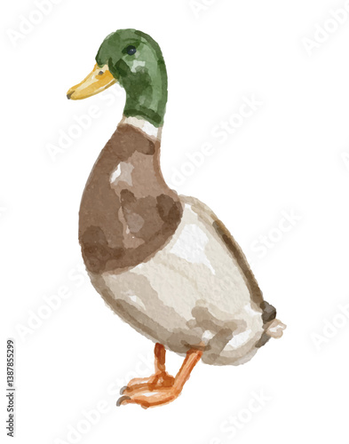 Hand painted watercolor mallard duck isolated