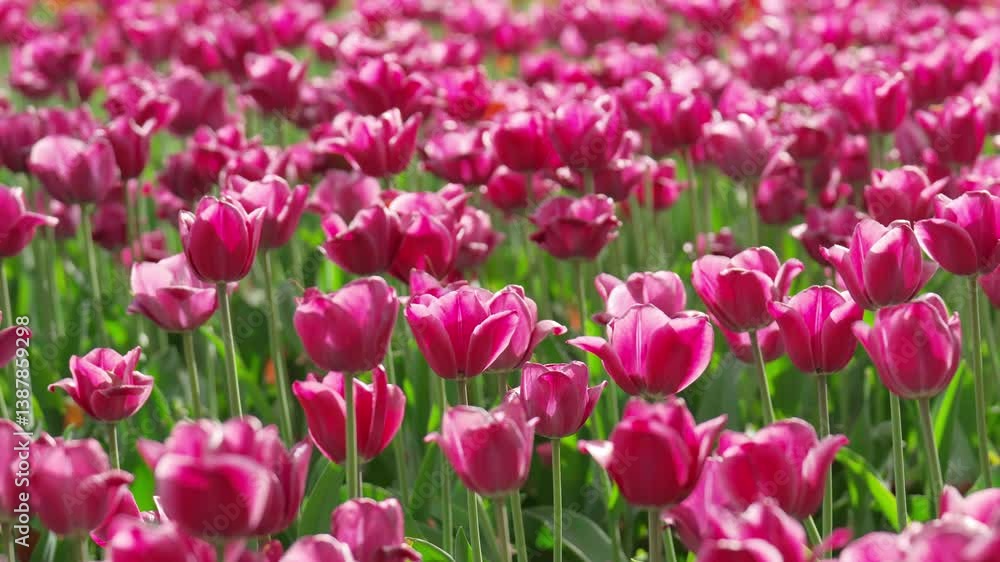 Beautiful red tulip flowers sway in the wind on a fine spring day Beautiful red tulip flowers sway in the wind on a fine spring day