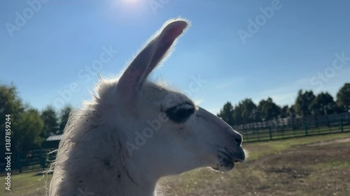 Alpaca. Close up footage of Alpaca. Beautiful footage of Alpaca.