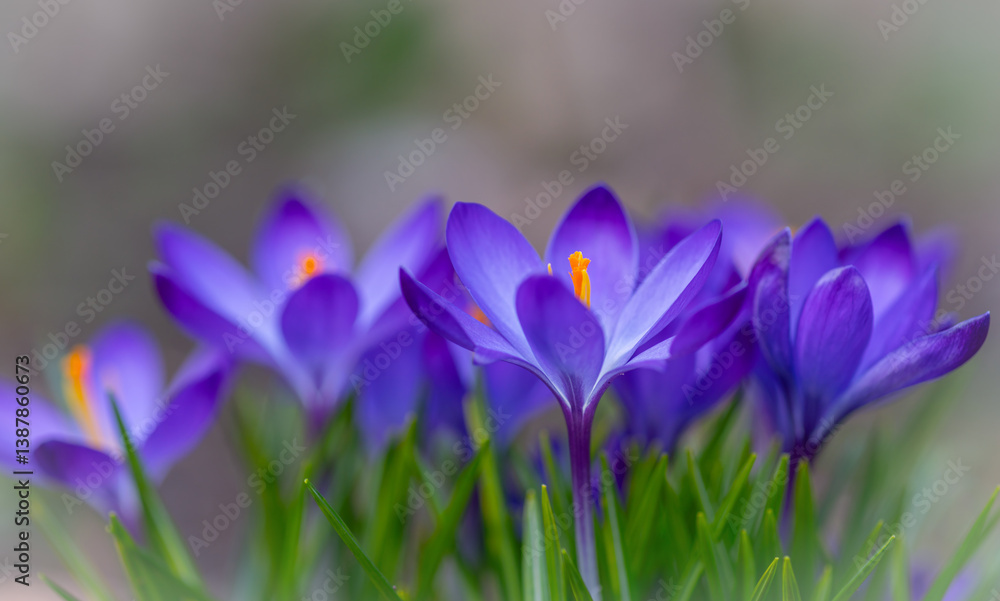 Blooming crocus flowers in close-up on a blurred background Blooming crocus flowers in close-up on a blurred background