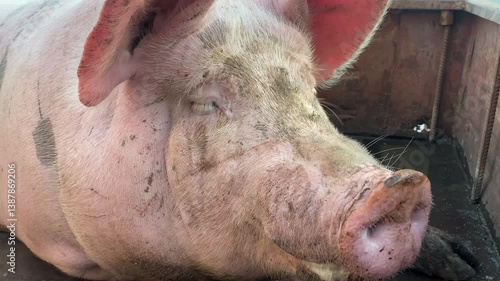 Portrait of cute breeder pig with dirty snout, Close-up of Pig's snout. Big pig on a farm in a pigsty, young big domestic pig at animal farm indoors