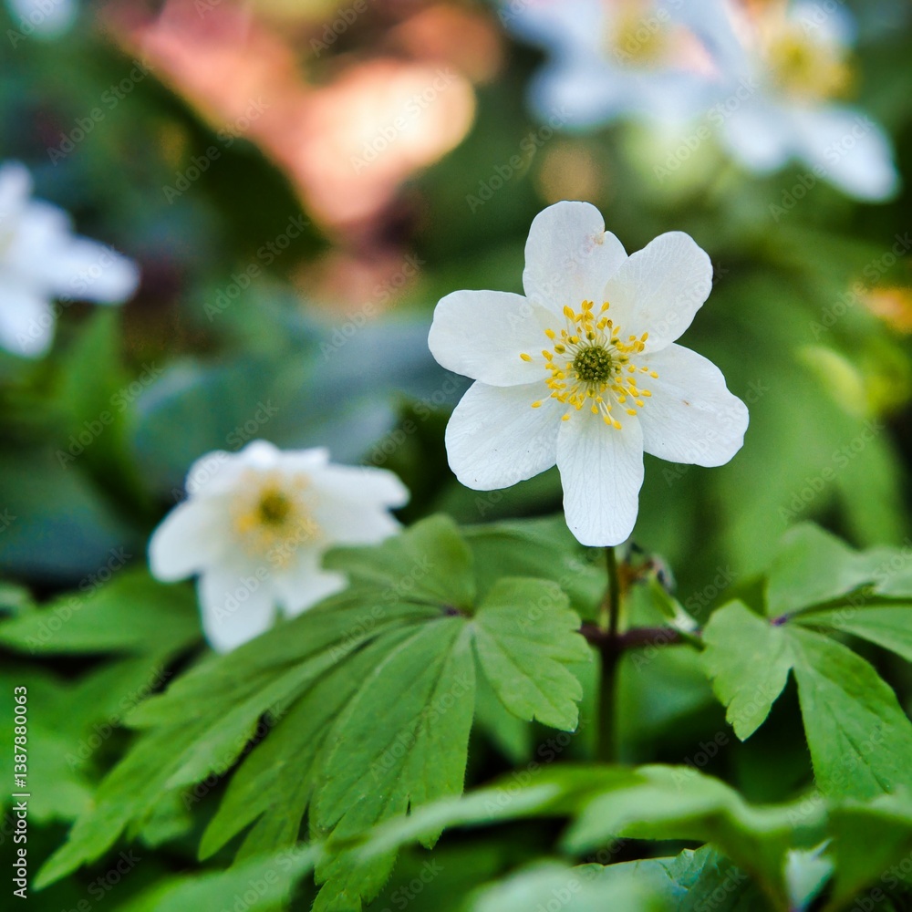 Anemones - spring flowers in the forest Anemones - spring flowers in the forest