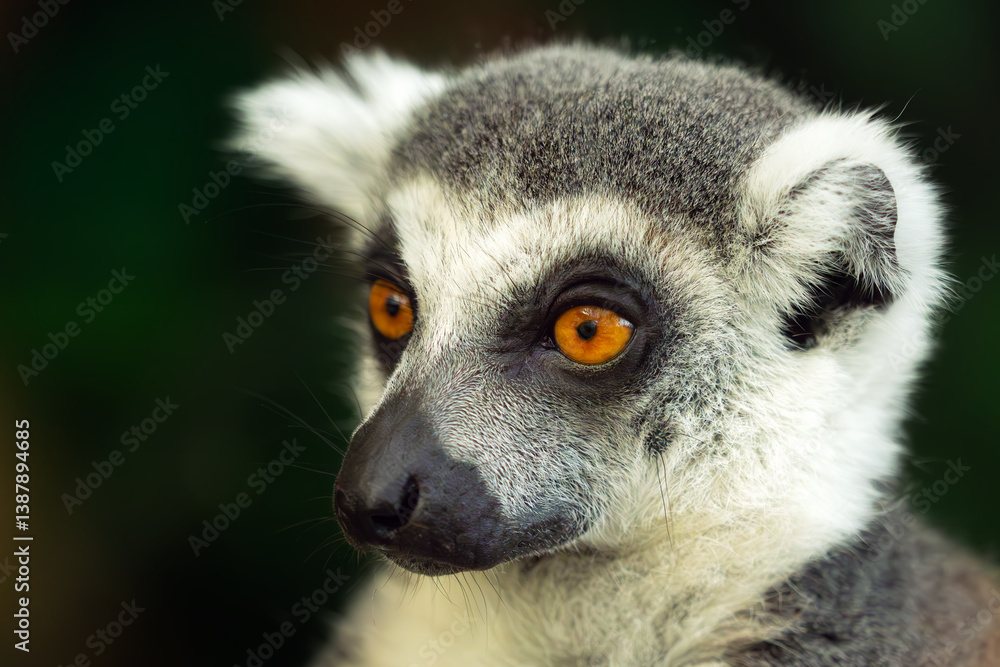 Obraz premium Ring-tailed lemur (Lemur catta), portrait.