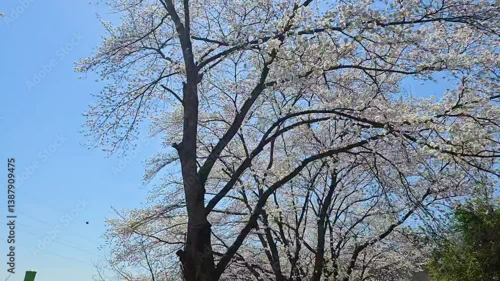 According to the cherry blossom attraction of cherry blossom attractions, and white cherry trees under blue sky According to the cherry blossom attraction of cherry blossom attractions, and white cherry trees under blue sky