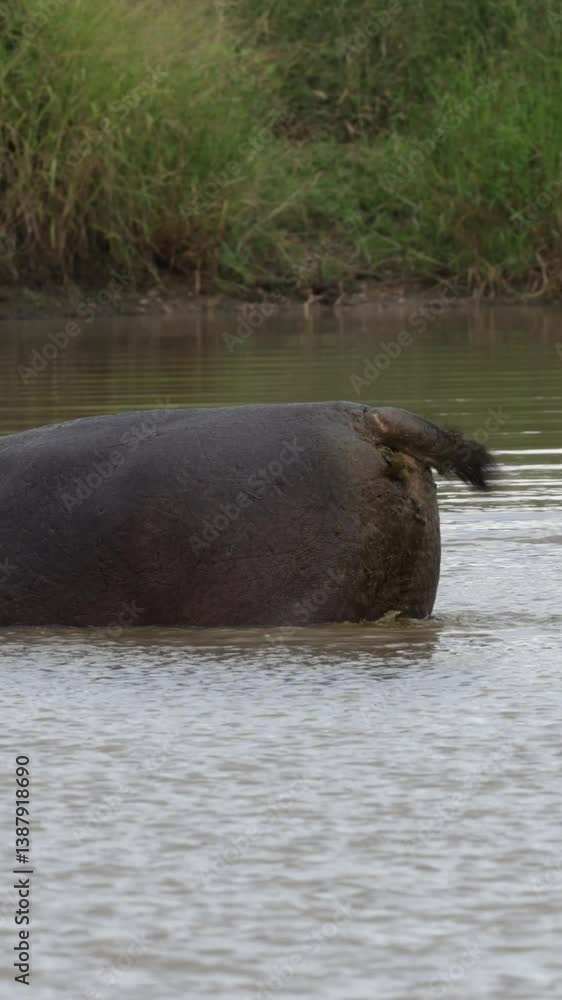 Vertical video a hippo scattering his dung Vertical video a hippo scattering his dung