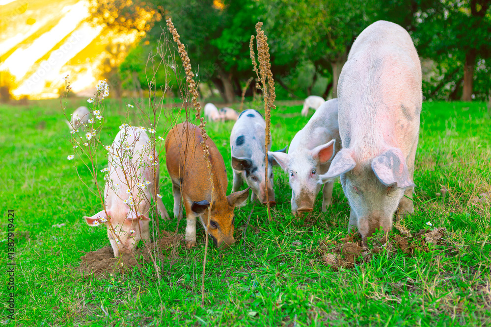 Group of pigs of various colors forage together on a lush green pasture in warm, natural light. Peaceful rural scene showcasing sustainable farming and free-range livestock