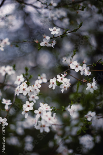Obraz na płótnie Śliwa tarnina (Prunus spinosa L.), wiosenne tło, tapeta, motyw w kwiaty w salonie