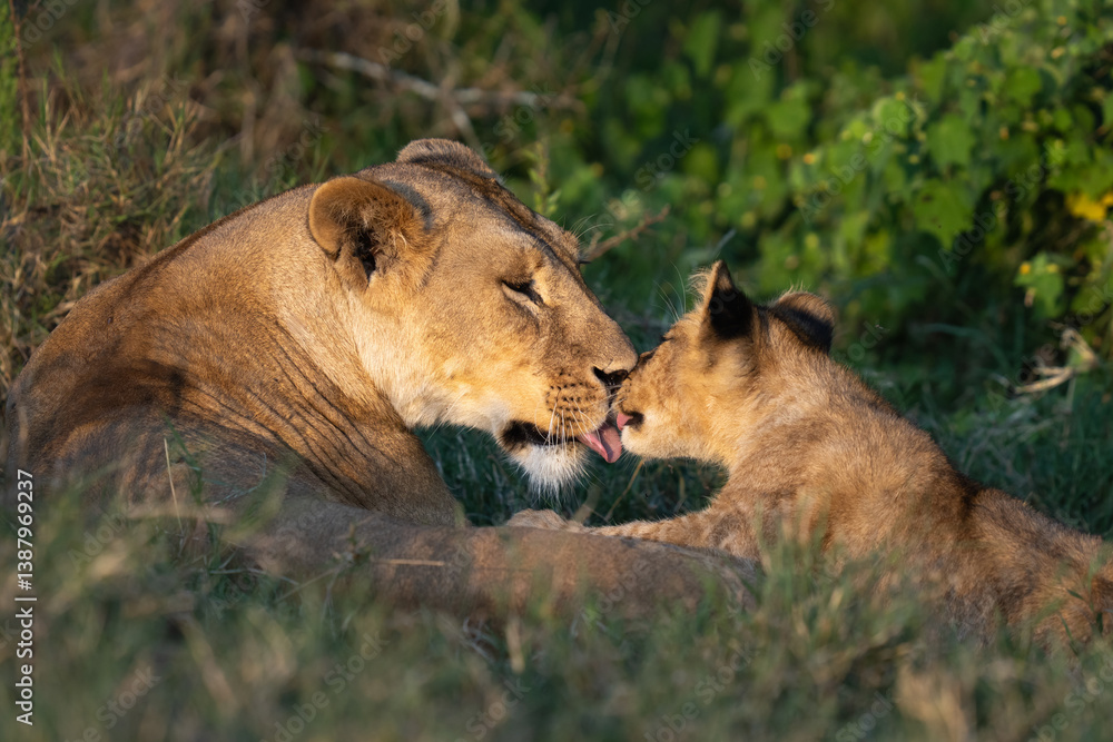 Naklejka premium Lioness and cub having a tender moment in the grass