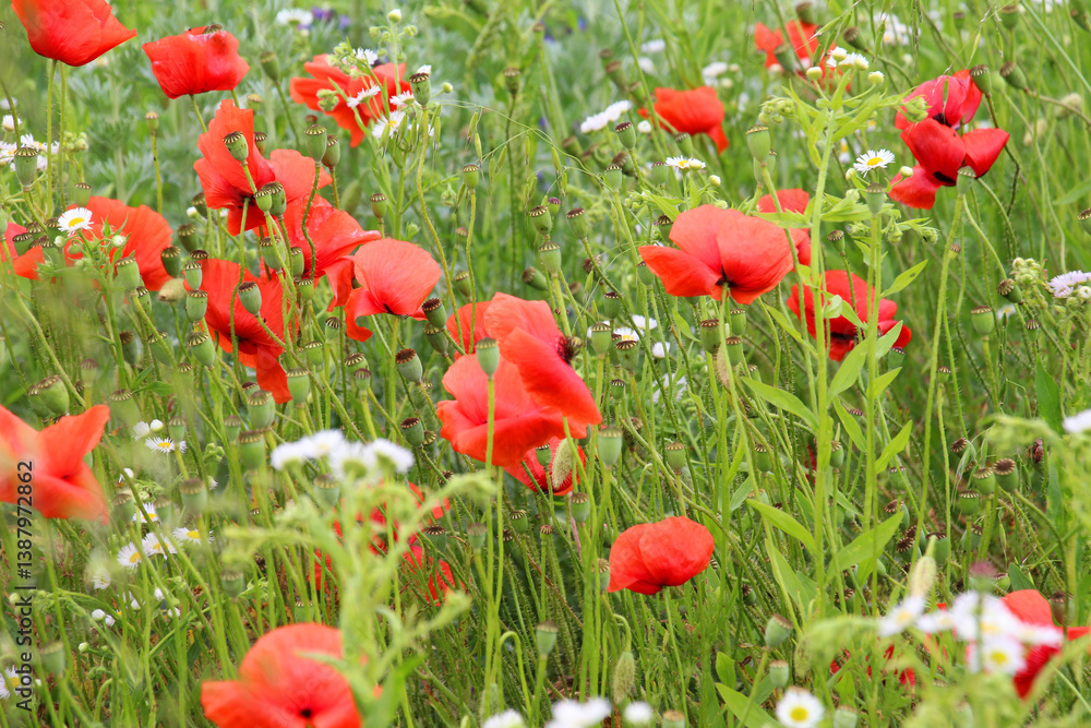 Obraz premium Wild flowers grow in the field.