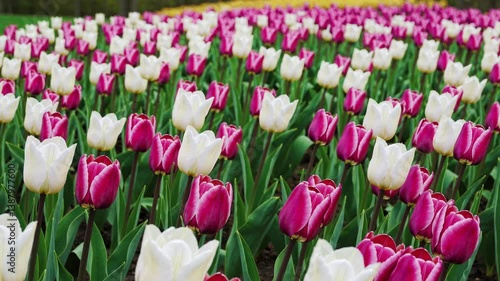 The Colorful Tulip Flower Field.