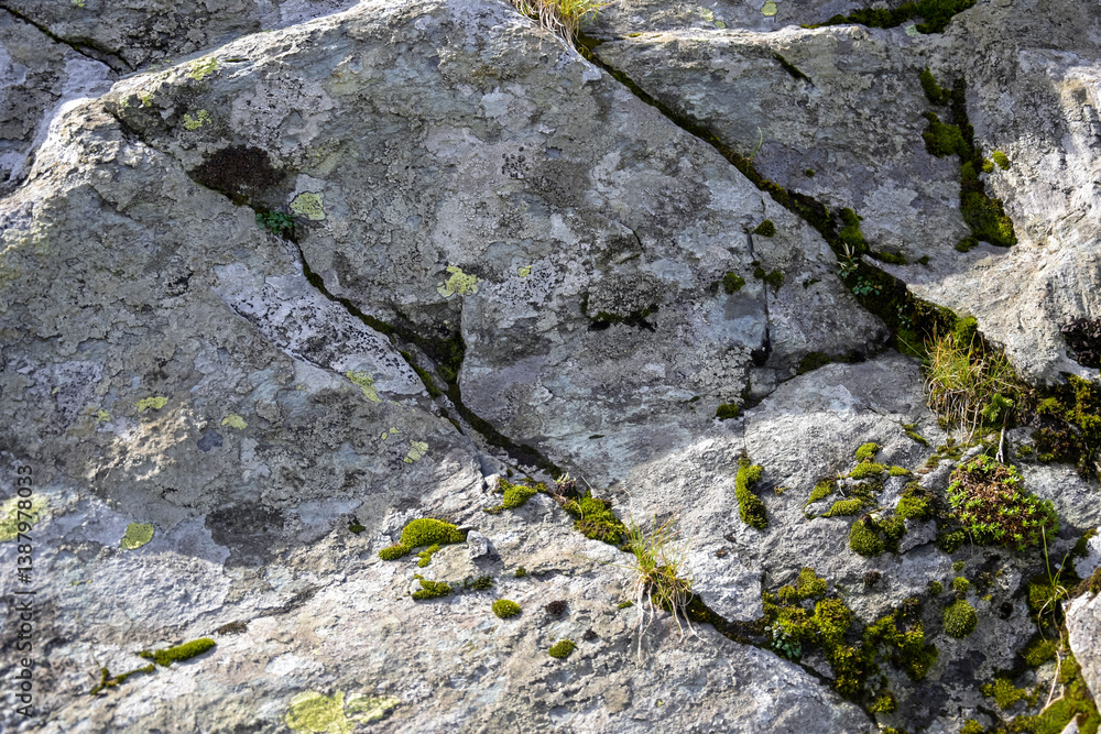 Obraz premium Cracked grey rocks covered with green moss on a bright sunny day. Uneven surface. Full frame. Close-up. Copy space. Selective focus.