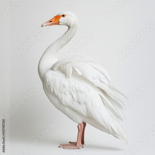 Obraz na płótnie Cisne blanco elegante en fotografía w salonie