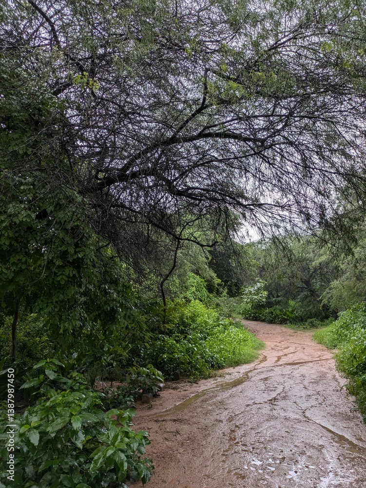 Fototapeta premium Picture representing the Trek Trial among the Aravalli Mountains offering serene views and rocky paths somewhere in Delhi, India