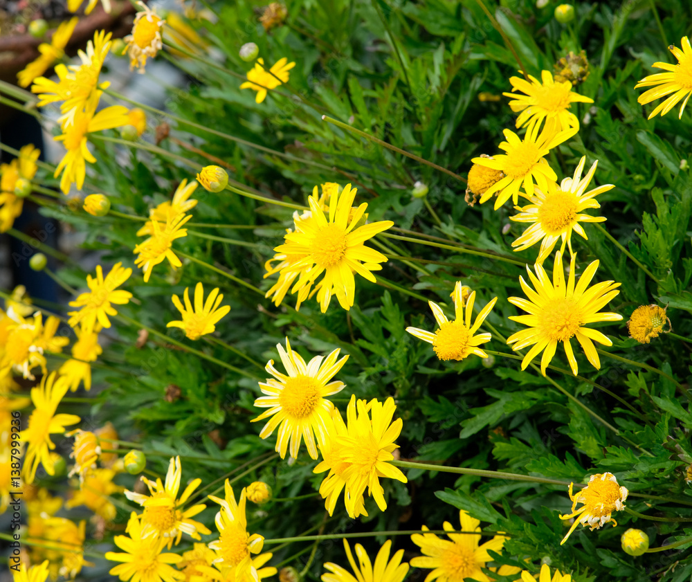 Golden shrub daisies in Sakura Park Atok Benguet. Golden shrub daisies in Sakura Park Atok Benguet.