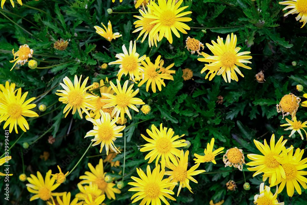 Golden shrub daisies in Sakura Park Atok Benguet. Golden shrub daisies in Sakura Park Atok Benguet.