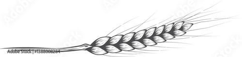Wheat ear. Isolated wheat ear black outline on white background.