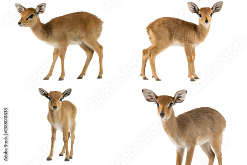 Adorable Light Brown Antelope Calf