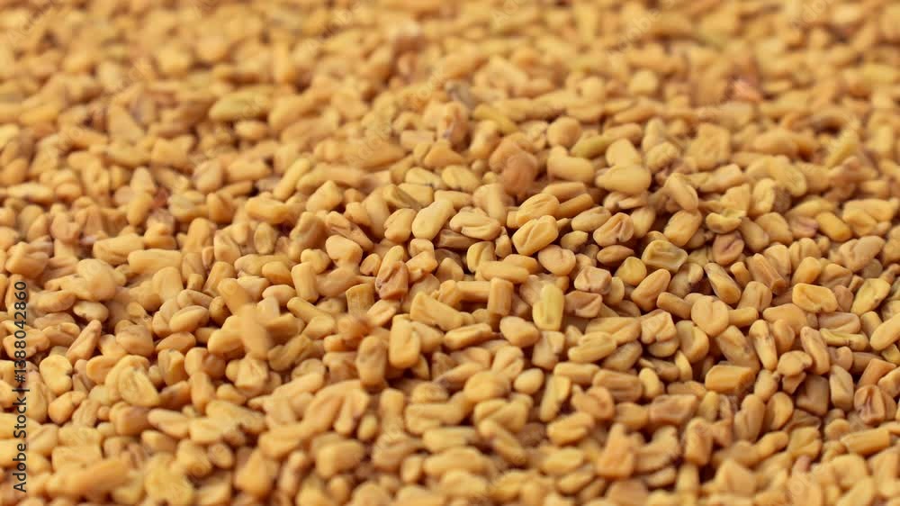 Dry yellow fenugreek seeds falling down close up Dry yellow fenugreek seeds falling down close up