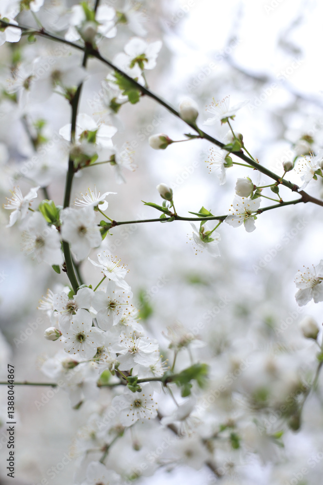 spring cherry and apricot blossom. spring time spring cherry and apricot blossom. spring time