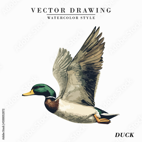 Vintage Watercolor Duck Bird Vector Illustration Isolated