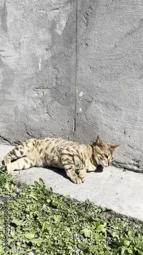 Bengal feline cat relaxing on sunny space in spring, vertical video