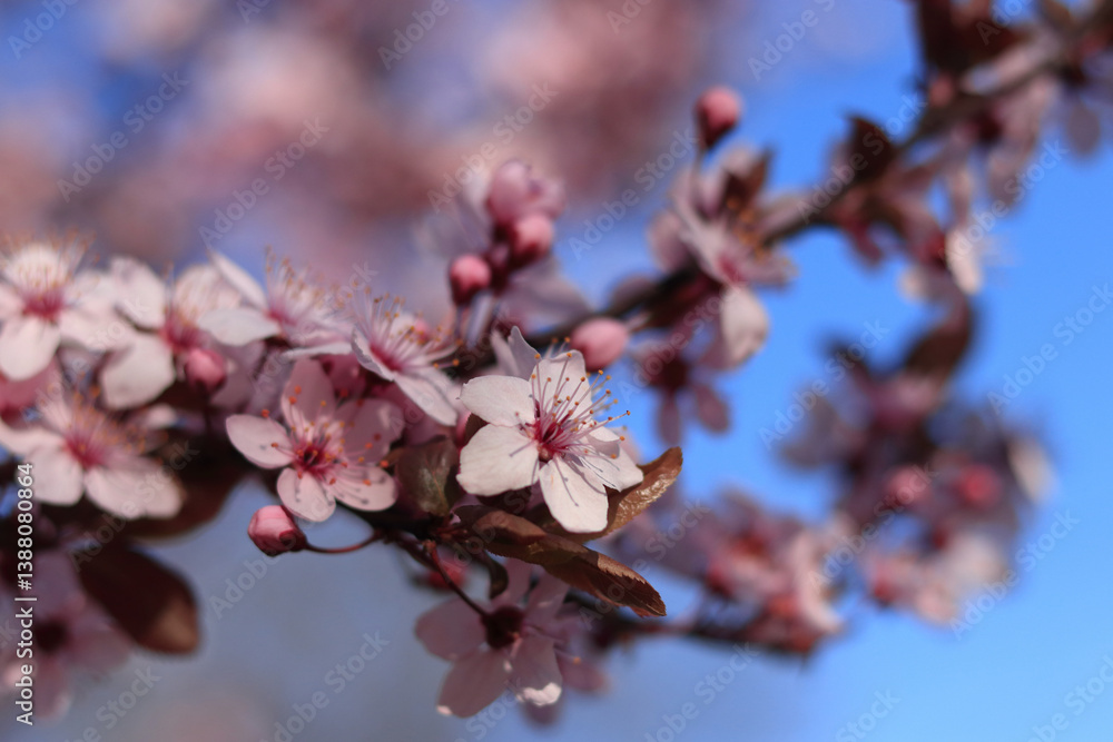 Spring cherry blossom flowers with soft focus and vibrant natural light. Ideal for wedding themes, seasonal greeting cards, and feminine designs Spring cherry blossom flowers with soft focus and vibrant natural light. Ideal for wedding themes, seasonal greeting cards, and feminine designs