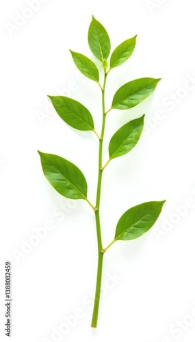 Small green stem with delicate leaves on white background, small stem, isolated, plant details